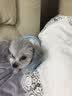 嬉皮狗（hipidog） 狗狗衣服秋冬季泰迪衣服小型犬保暖打底衫防掉毛比熊幼犬衣服 杏色小熊绒衣 S (建议体重4-6斤) 实拍图
