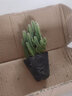 24款迷你仙人球仙人掌盆栽办公室绿植 万重山/株(高5-7cm左右) 不含盆 实拍图