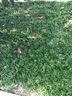 日本玉龙草矮麦冬草坪庭院别墅草平植物四季常青园林绿化麦冬草苗 1平方净草5斤 10cm以下 实拍图