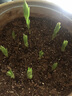 仟草集香水百合花种球带芽四季花卉种子室内重瓣绿植盆栽花苗大种球 D7红色10棵不含盆 周长12cm+ 实拍图