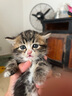 迪尤克猫粮生态源幼猫成猫全阶段通用猫粮天然猫粮成猫猫粮 【递乐系列】鸡肉鱼肉味1.5KG 实拍图