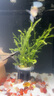 异景园鱼缸水族箱造景水榕沉木活体水草淡水无土植物后景真水草净水增氧 鹿角榕 实拍图
