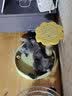 伟嘉幼猫猫粮吞拿鱼及三文鱼味1.2kg 实拍图