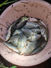 鲟海谷麦竿19调逗钓竿前打竿不剪线超轻超硬调手车竿溪流钓鱼杆套装 7m 19调+全包谷麦轮 实拍图