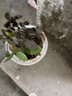 爱你一万年栀子花盆栽花卉植物室内绿植四季好养茉莉花源头直发驱蚊组合包邮 三叶草吸水盆90#栀子花】 实拍图