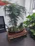瀚林怡景（HANLINYIJING）文竹盆栽山水盆景植物室内客厅桌面办公室绿植花卉云竹四季常青 文竹-紫砂盆-木座 实拍图