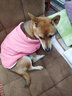 DADAGOU法国斗牛犬衣服宠物棉衣巴哥沙皮胖狗狗秋冬装棉背心加绒加厚棉衣 斗牛犬棉背心-西瓜红 XXL 实拍图