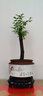 想开小叶紫檀盆景树桩植物老桩盆栽客厅桌面室内绿植好养树苗四季常青 单杆小叶紫檀+鸟语花香484+底座 带盆栽好 实拍图