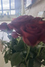 【玫瑰花】云南鲜花批发真花家用插瓶水养节日生日礼物鲜切花束 高原红玫瑰18+2枝防损耗 实拍图