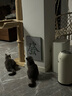 猫管家剑麻猫抓板贴墙不掉屑发财玩具猫咪上墙耐磨抓板防爪立体式挂壁门 麻将发财-瓦楞纸材质 实拍图