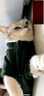 SLPC狗狗衣服小型犬泰迪衣服两脚卫衣猫咪服装比熊博美法斗宠物衣服 墨绿色 L（6-8.5斤左右） 实拍图