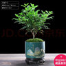 幼薇清香胡椒木盆栽办公室驱蚊绿植盆景迷你室内桌面小盆景四季好养 胡椒木+绿旭日升盆+圆形底盘 带盆栽好 实拍图