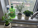 京云梦栀子花盆栽花卉绿植室内阳台好养四季开花懒人盆景甜甜圈源头直发 实拍图