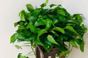 青源绿萝盆栽室内绿植花卉水培植物大叶绿箩 1盆360超大盆一盆顶六盆 带盆栽好 实拍图