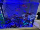 异景园鱼缸水族箱造景水榕沉木活体水草淡水无土植物后景真水草净水增氧 红绿波混合陀草 实拍图