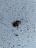 柳伊（Liuei） 新疆原棉特级棉花长绒棉散装被褥棉被棉絮填充物天然精梳絮棉 1斤/卷 实拍图