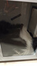 ARCANE CAT 悠米宠物智能烘干箱全自动猫咪狗狗洗澡烘干机中大型犬吹水机家用商用 大款230升【建议70斤内】 实拍图