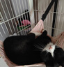 宠六一猫咪吊床 猫秋千 猫笼子挂式秋千床 悬挂式猫窝 猫笼配件 粉色小号 实拍图