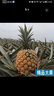 粤品正宗广东徐闻菠萝新鲜水果应当季金香水菠萝整箱非手撕金钻凤梨 徐闻菠萝9斤中果 实拍图