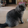 宠六一 猫咪玩具球 逗猫球 静音弹性涤纶毛绒球 解闷自嗨 毛球 猫猫 绒毛球 直径3cm 马卡龙混色10个 实拍图