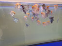 森森（SUNSUN） 鱼缸过滤材料水族滤材陶瓷环麦饭石玻璃环水族箱养鱼套装 （升级款）大号纳米细菌屋 10根 实拍图