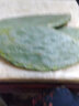 素颜新鲜墨西哥米邦塔仙人掌绿色多肉植物盆栽可食用仙人掌外敷内服 种植片30-35cm1片价， 不含盆 实拍图