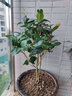 盆栽茶花苗 四季香妃茶花浓香型山茶花树庭院室内好养五色赤丹茶花树苗花卉植物 锦上添花 5年苗花期花苞多多 实拍图