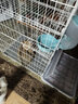 憨憨宠 猫咪自动喂食器挂碗悬挂饮水器猫碗狗碗小型犬粮投食器宠物用品 悬挂喂水器+悬挂喂食器 实拍图