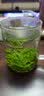 京诗悦毛冬青云南茶 青山绿水小叶苦丁茶新茶 精品嫩芽250g 实拍图