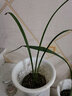 星雨香（XINGYUXIANG）超香 兰花 室内盆栽 花卉绿植 兰草植物兰花苗 诱惑 1苗新手试养 实拍图