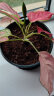 德沃多肥料植物营养土通用16L养花土种菜有机土壤绿植盆栽种植土椰糠泥炭 实拍图