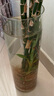 奇敬大号直筒高硼硅玻璃花瓶马醉木富贵竹专用花瓶客厅酒店花瓶摆件 【口20×高60cm】 玻璃花瓶（不含花） 实拍图