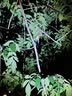 德沃多小号户外铲子折叠铲挖沙钓鱼铁锹种菜除草铲园林铲锰钢车载铲子 小号铲子-黑色 实拍图
