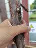 月季村树桩月季苗特大花庭院阳台浓香棒棒糖月季花树苗大花四季开花树苗 树状月季 粗3cm 下单备注品种 不含盆 实拍图