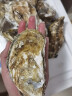 乐食港【活鲜】乐食港 鲜活生蚝5斤装牡蛎 新鲜 生蚝 海蛎子海鲜水产 10斤（20-26个）超大号 实拍图