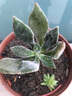 若绿 多肉植物 室内盆栽绿植花卉组合办公室多肉植物 橘子球（群生） 实拍图