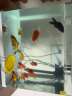 森森（SUNSUN） 鱼缸水族箱金鱼缸带灯鱼缸过滤器玻璃鱼缸桌面鱼缸 白色 HR-380含鱼缸 灯 水泵（带18件） 实拍图