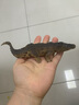 MECHILE仿真动物模型玩具套装野生动物园认知老虎长颈鹿大象犀牛斑马鳄鱼 实心鳄鱼 实拍图
