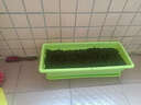 春枝韵 种菜神器阳台室内蔬菜种植花盆长方形种菜盆塑料长条盆蔬菜阳台 环保菜盆绿色+拖盘 特大号50cm 实拍图