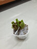 莺歌燕舞【新奇植物】捕蝇草植物花卉绿植驱蚊阳台盆栽食虫趣味猪笼草室内 海螺 原盆载好发货 实拍图