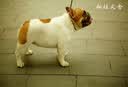 皇家（ROYAL CANIN）【防伪可查】皇家狗粮 皇家中型幼犬（MEJ32）15KG 实拍图