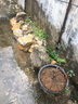 旺之春海棠花盆栽树苗盆景重瓣老桩庭院绿植物室内花卉四季开花好养 海棠【精品】随机发货 限量100颗 不含盆 实拍图