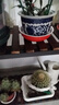 森博瑞花架子客厅落地式阳台置物架中式花架铁艺多层高端多肉绿萝绿植架 长120*宽30*高66碳化双层加宽 实拍图