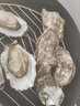 蟹小乔乳山生蚝【鲜活】特大当天打捞当天发货生蚝10斤牡蛎海蛎子海鲜 XL号净重5斤（不套标20-27只） 实拍图