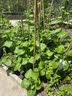 昂启蔬菜种子四季播盆栽阳台庭院香菜生菜菠菜小葱简单秋易种籽孑大全 四季小白菜 约1100粒 实拍图