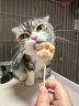 优基猫零食冻干猫爪棒幼猫成猫通用猫咪洁牙棒训练奖励鸡肉味棒棒糖 鸡肉味 3包*3.5g 实拍图