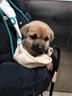 旺园兴中华田园犬家养幼犬土狗小狗混血狗大黄狗活体种狗崽 实拍图