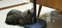 艾尔猫粮 室内解馋猫系列 全价全期成猫幼猫通用型宠物粮 幼猫专用500G*5 5斤 实拍图