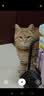 江小傲猫条营养流质鲜肉互动补水猫咪幼猫成猫湿粮猫泥拌粮猫零食 明虾味配方【16支】 实拍图