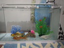 长锐侧滤鱼缸桌面办公室免换水生态水草超白水族箱 K600造景版【长63 宽27 高35】 实拍图